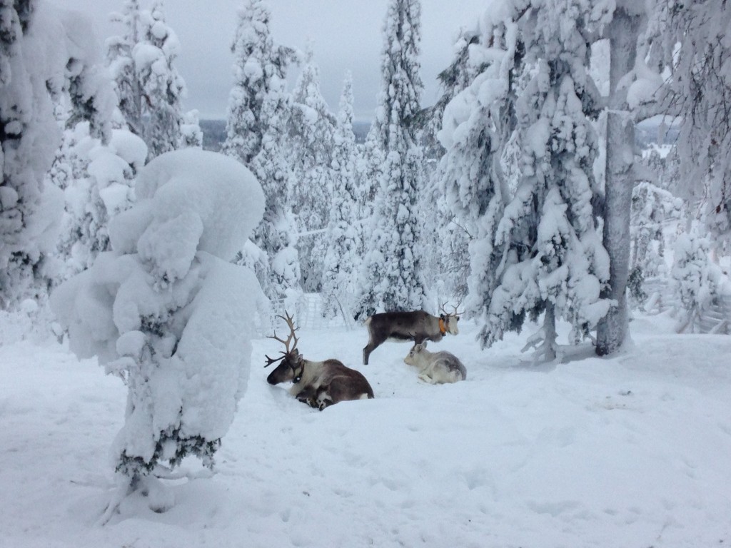 Lapland reindeer